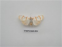 藏品(短棒苔蛾)的圖片